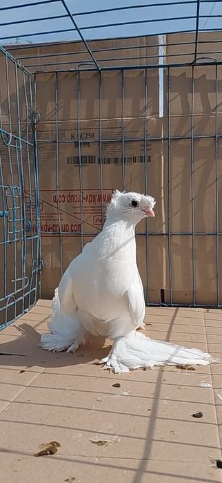 Голуби игровых кровей