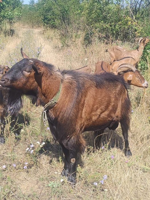 Vând țapi alpini cu anglonubian