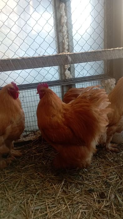 Кохинхин палевых.