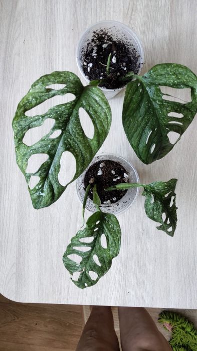 Монстера Адансони Минт