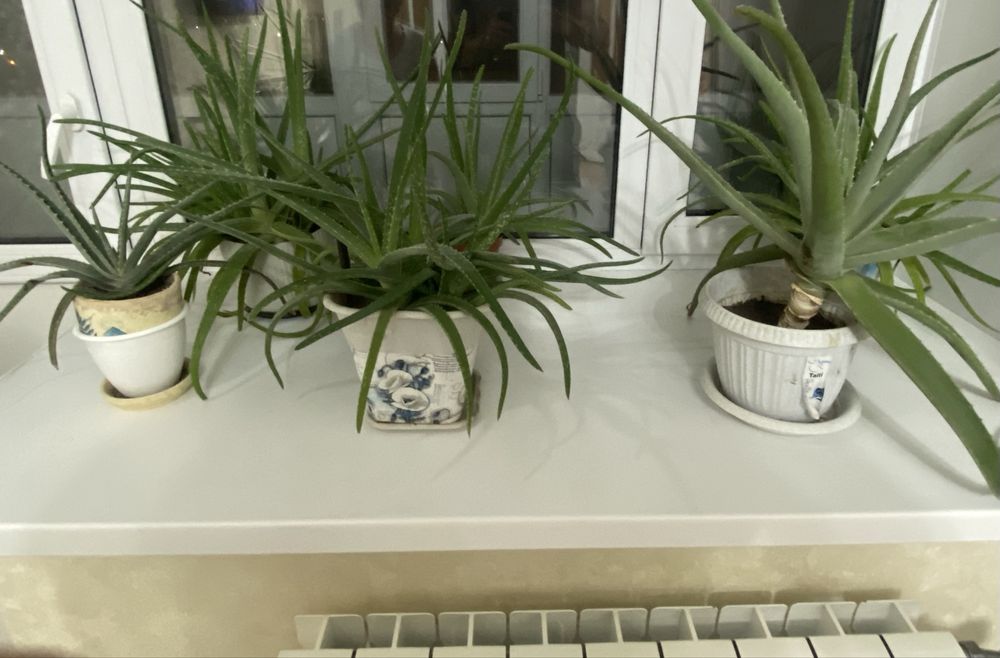 Алоэ , алоэ вера