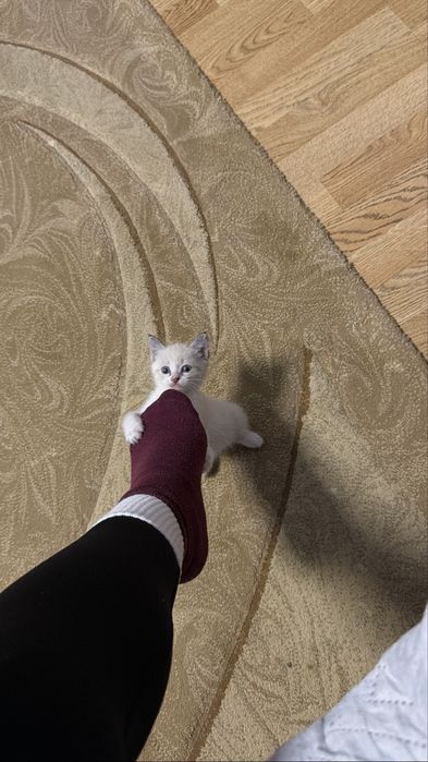 Отдам в добрые руки милую кошечку