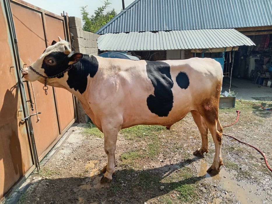 Бұқа бык Голштеин