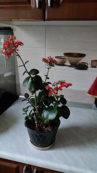 Вечно  цветущий цветок