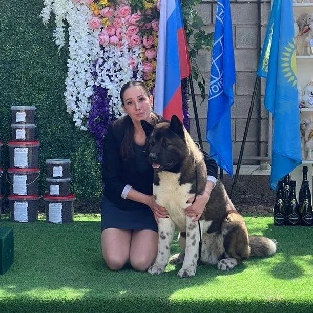 Детки Американская Акита