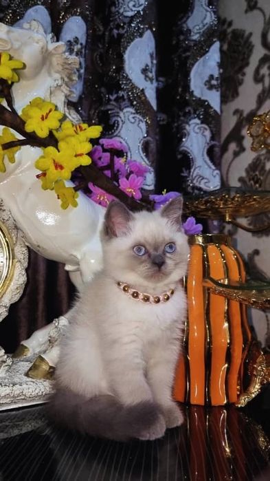Продаются шиншила
