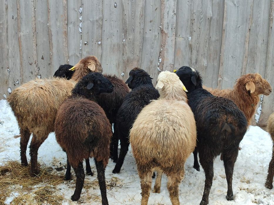 Порно көршісі душқа кірді