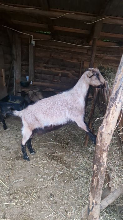 Capre alpine de vânzare