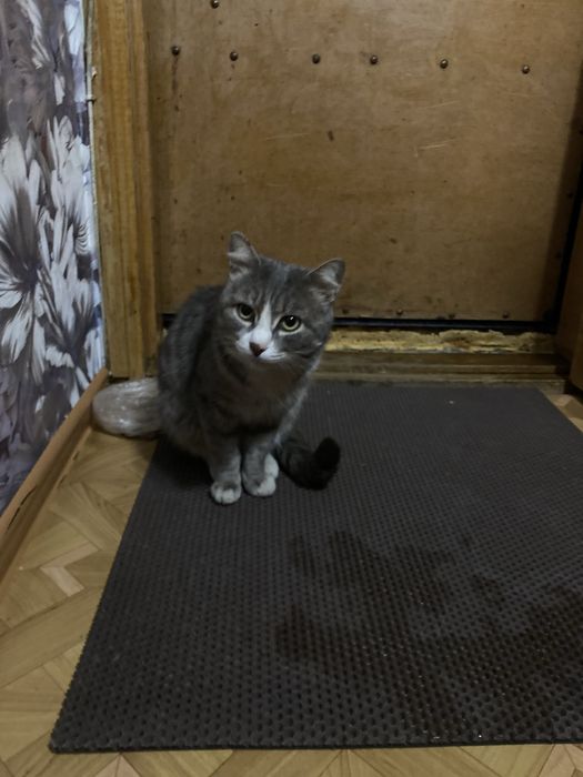 Кот в доьрые руки