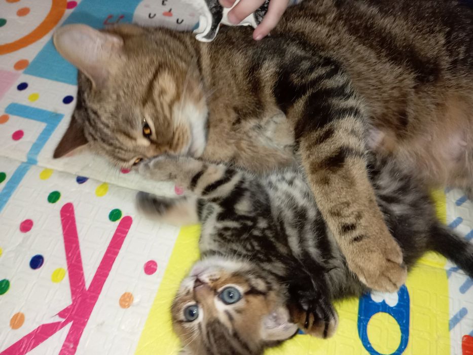 Продам две кошечки