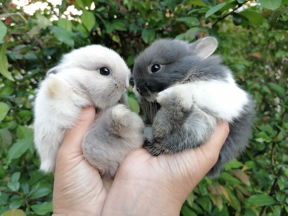Nederlandskiy karlik bolalari sotiladi