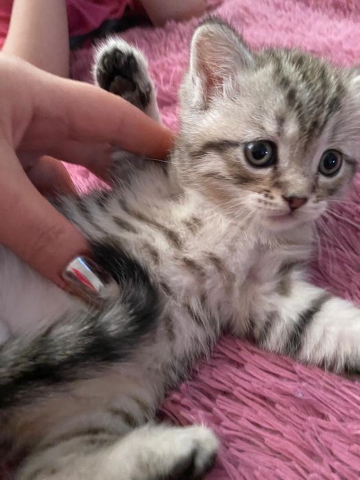 Шотландский веслоухий