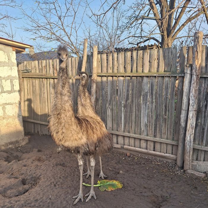 Pereche struți emu