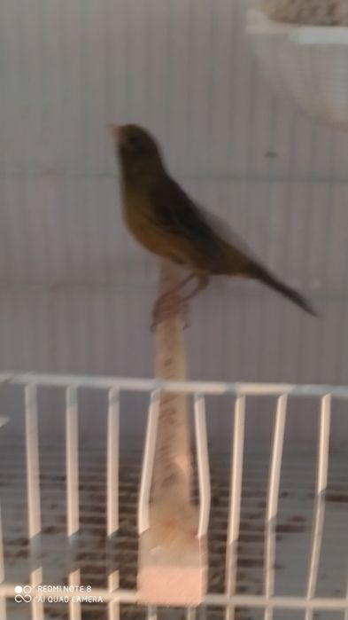 Продаются канарейки