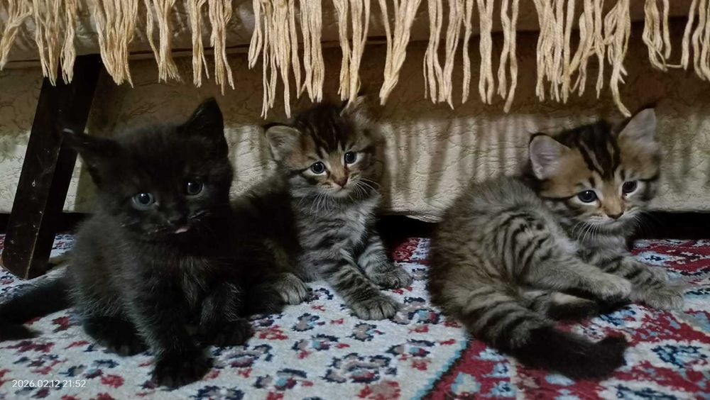 Породистые котята