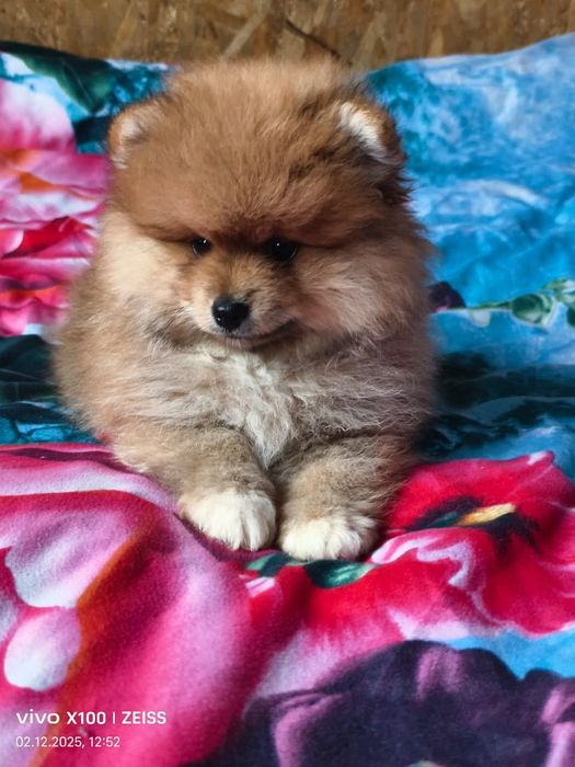 Очаровательные щенки шпица.