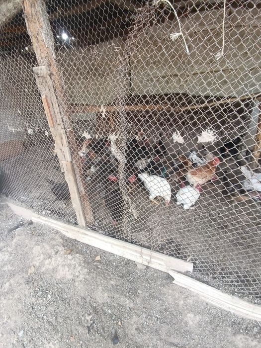 Uy parandalar sotladi