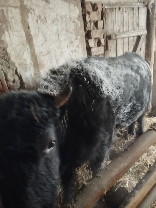 Продам быка на откорме