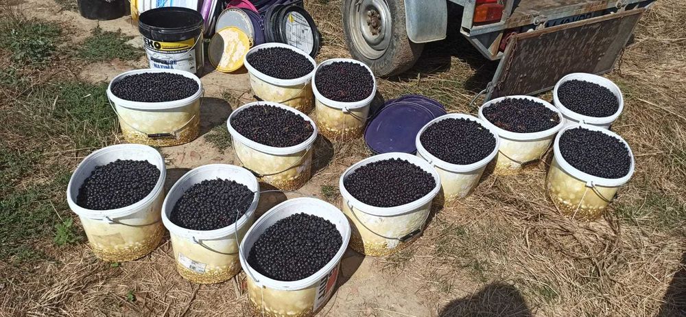 Descopera gustul natural și beneficiile sucului de Aronia la punga 3L