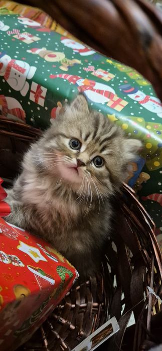 Vand pisoi british si scottish