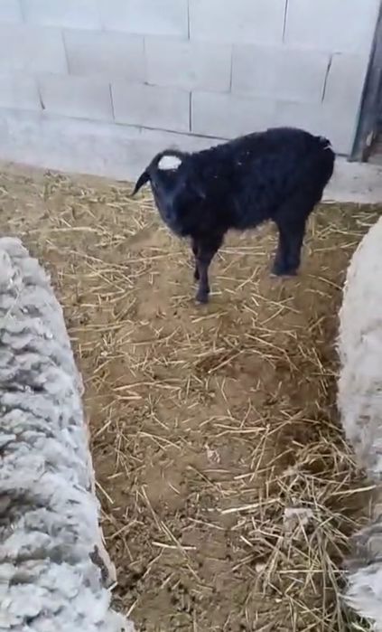 Продам с ягнёнком