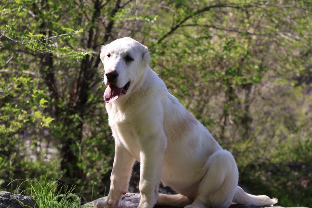 Девочка Сао Алабая 4 месяца