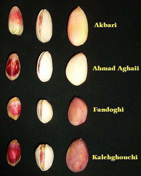 ПИСТА Ахмадий Акбарий Орзу Ерон хандон писта кучатлари бор 3 4  ёшли