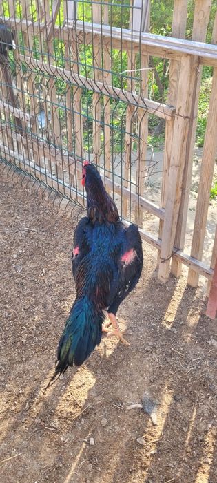 О Шамо немецкая , Түркия