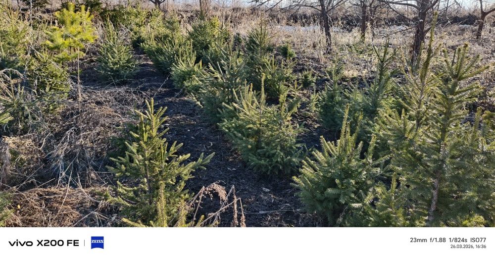 Продам Ёлки от 5000 тыс