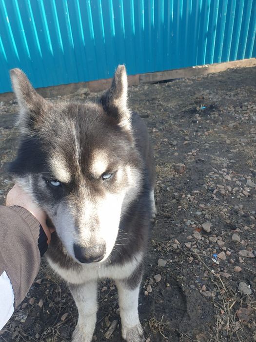 Молодая хаски девочка ищет дом