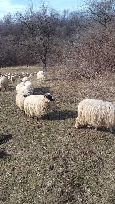 Vând oi tarnova cs 800lei bucata