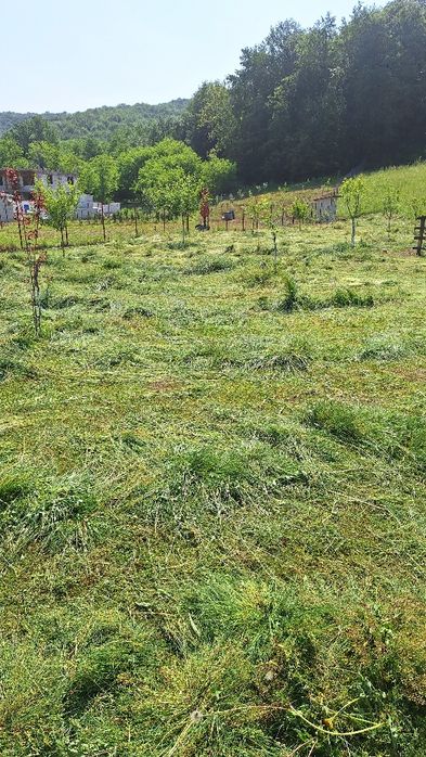 Cosesc iarba  defrisej cu motocoasa profesionala