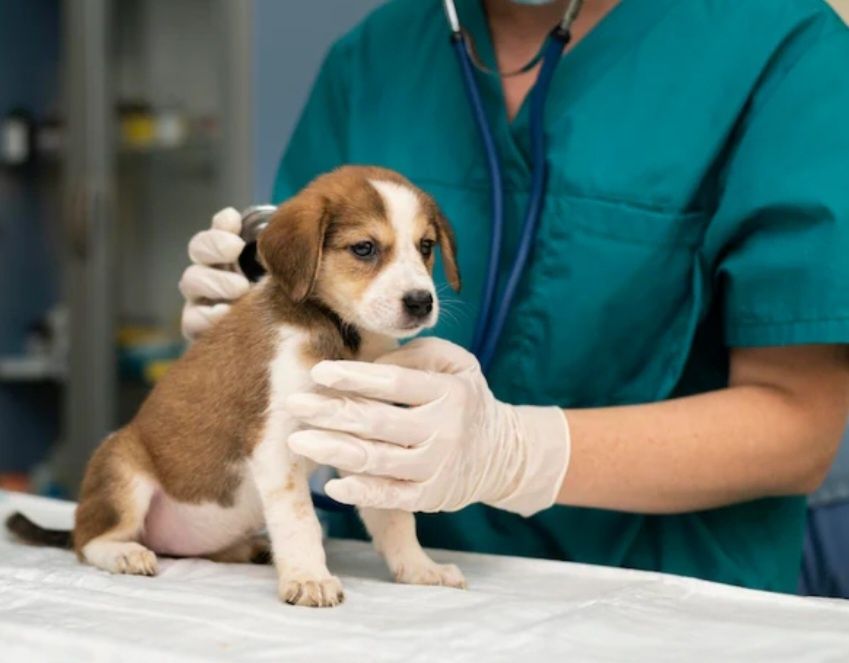 Veterinar xizmati 24/7