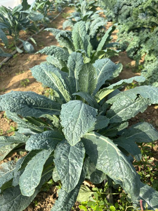 Varza kale/Mangold