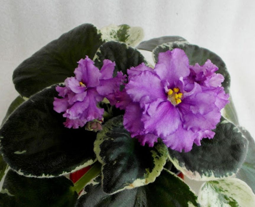 Фиалки сортовые свежесрезанным листом