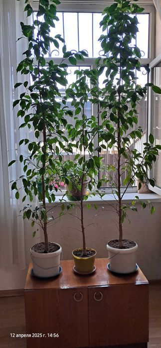 продам комнатные цветы