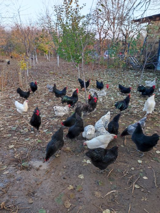 Ouă păsări australorp