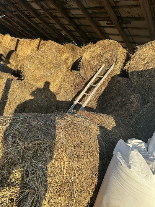 Vand bolti de lucerna