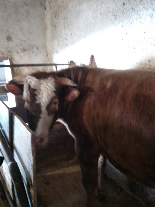 Продам быка племенной