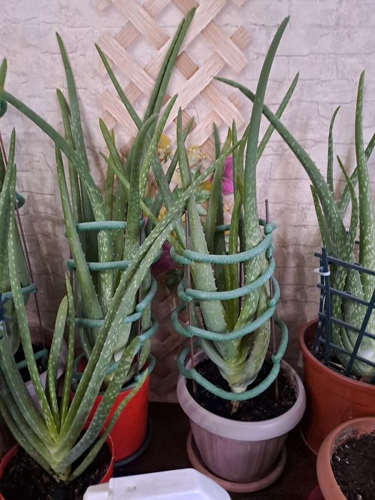 Продам Алое вера