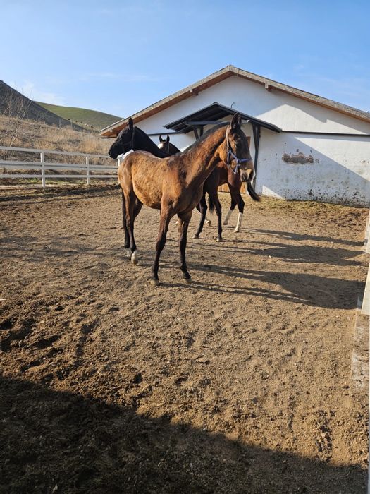 Продаются годовалые жеребцы