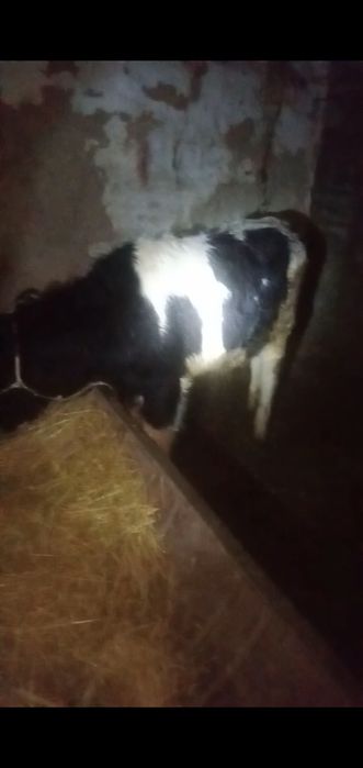 Бұқалар сатылады бағасы 315000