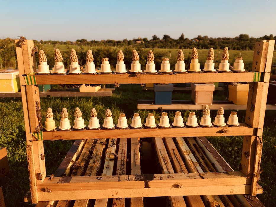 Vând familii de albine pregatite pentru cules, 6-7 rame de puiet !