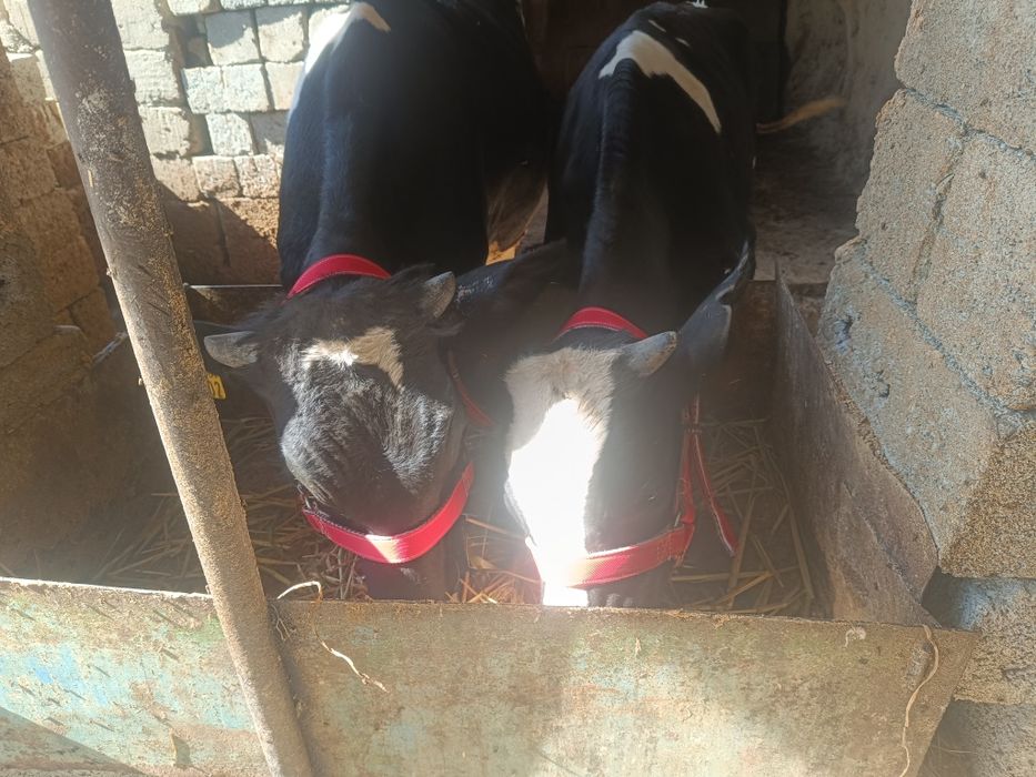 Буқалар сотилади!