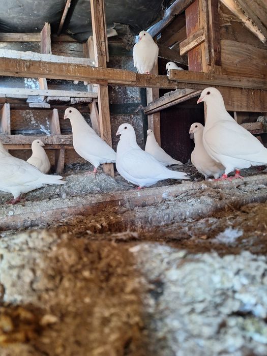 Porumbei voiajori, albi