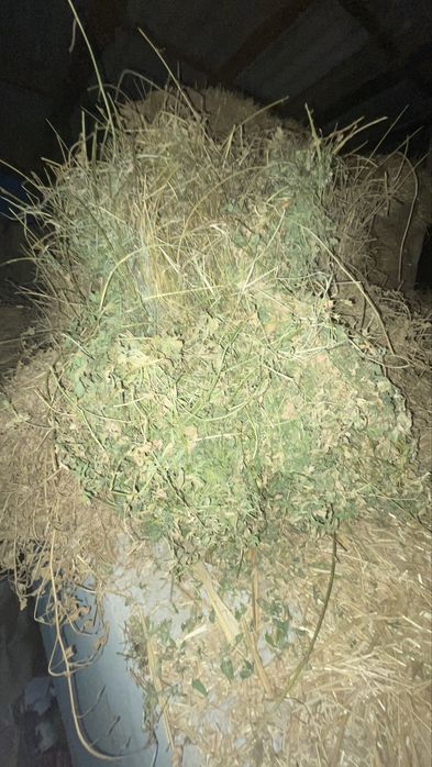 Beda bog’i sotiladi