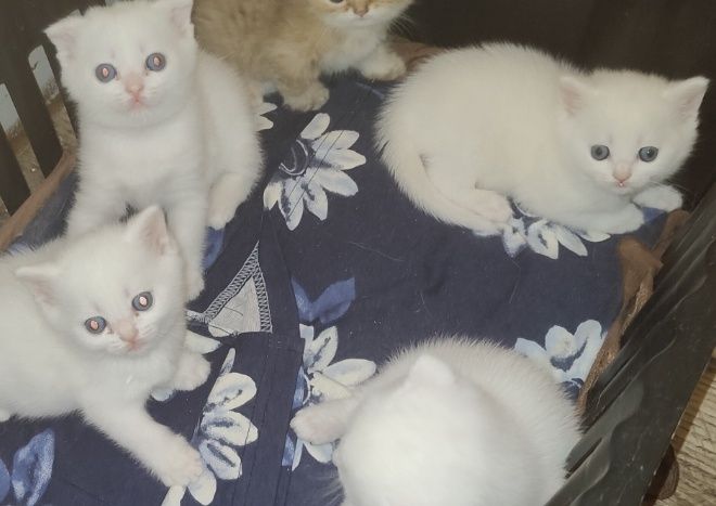 Шотландские котята с разными глазами .