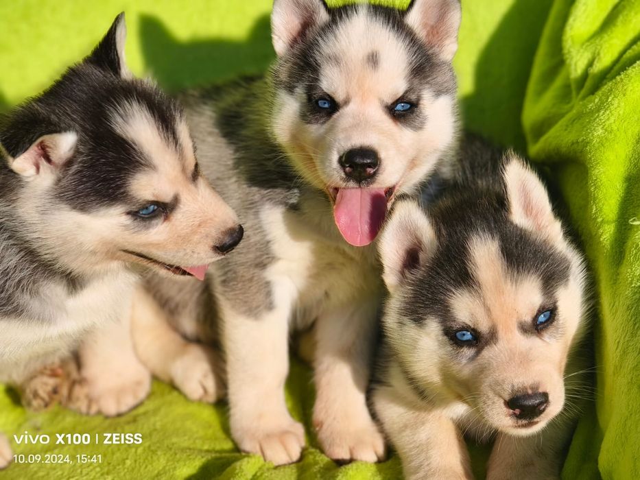 Продам щенков сибирский хаски мальчики и девочки