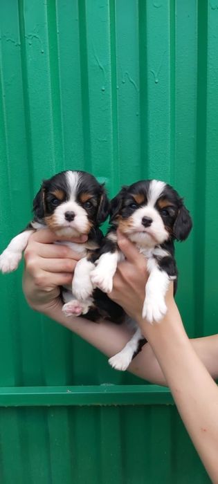 Кавалер кинг чарльз спаниель