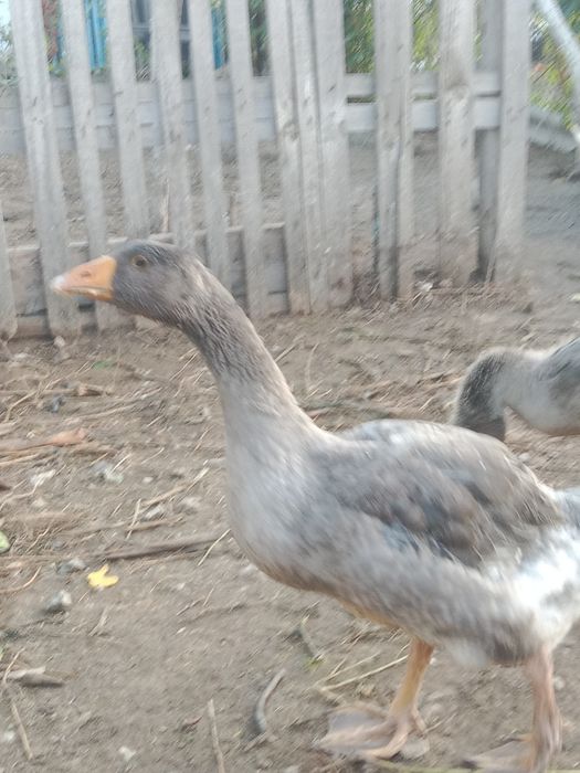 Продам гусей   .